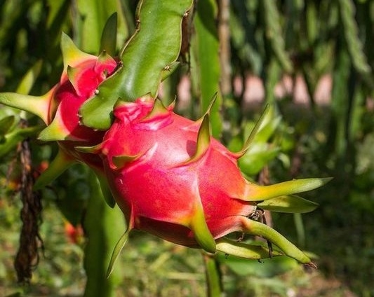 Growing competitive pressure for Vietnamese fruits