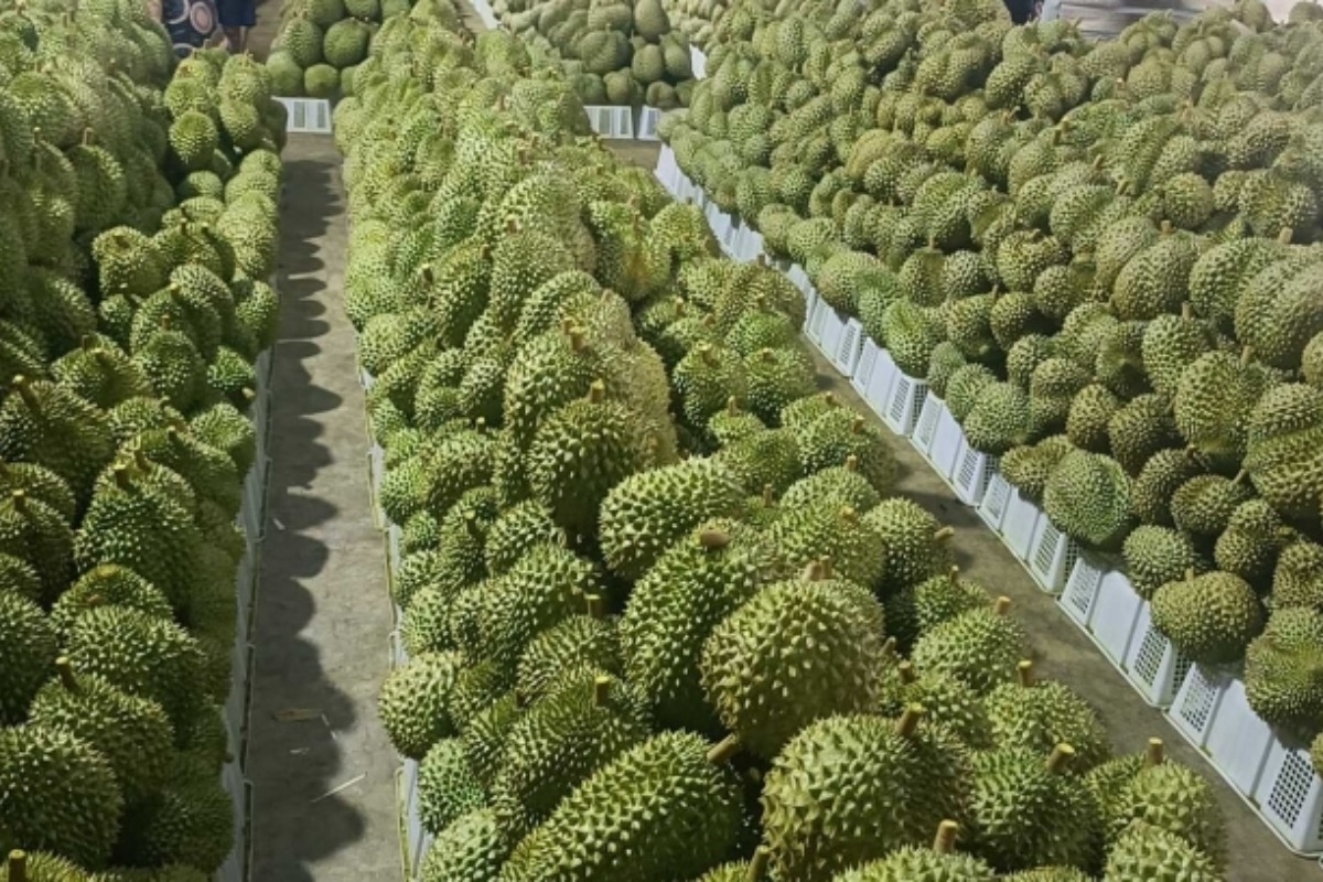 収穫期で供給が豊富に、ドリアン価格が半額に急落